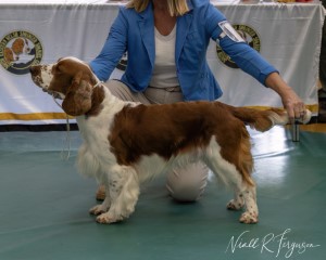  Graduate Dog